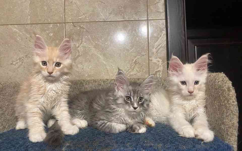 Dvě Mainská mývalí Koťata na prodej - foto 1