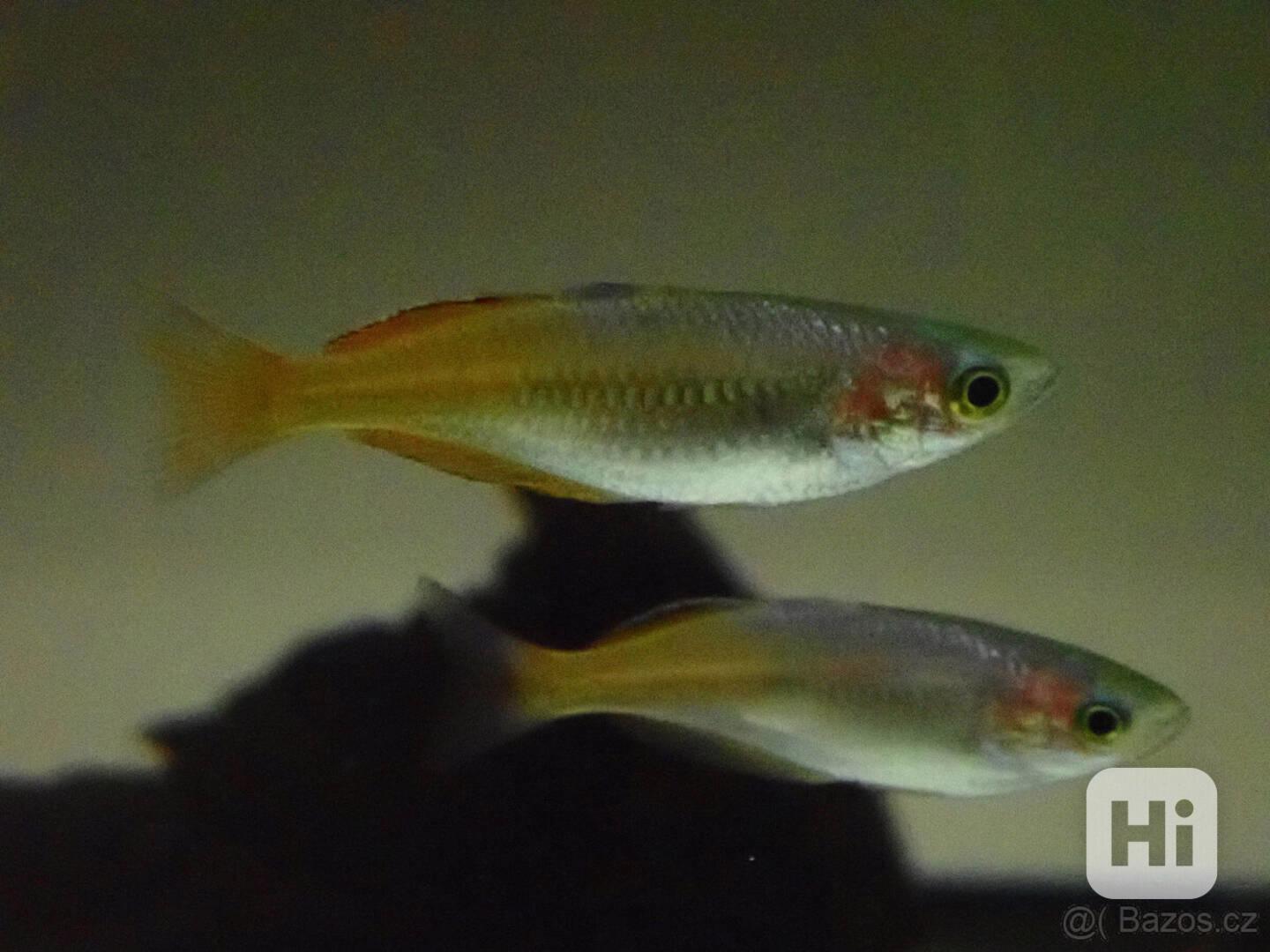 Gavůnek Boesemanův - foto 1