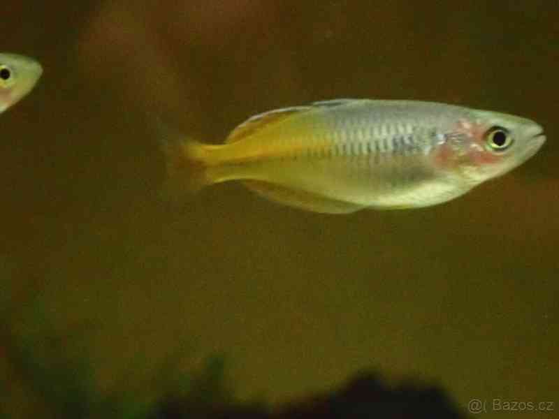 Gavůnek Boesemanův - foto 2