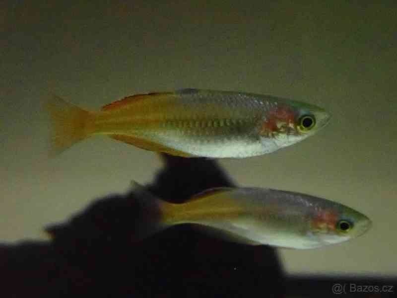 Gavůnek Boesemanův - foto 1