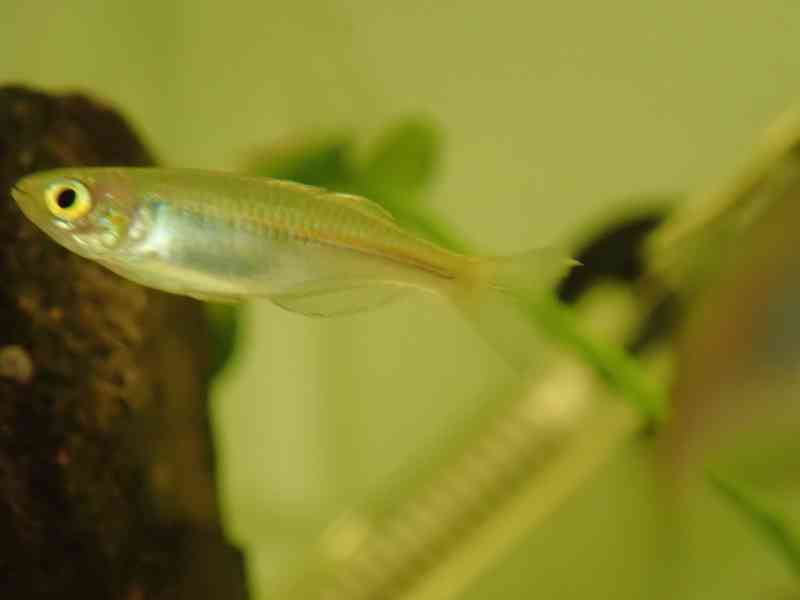 Gavůnek Boesemanův - foto 3