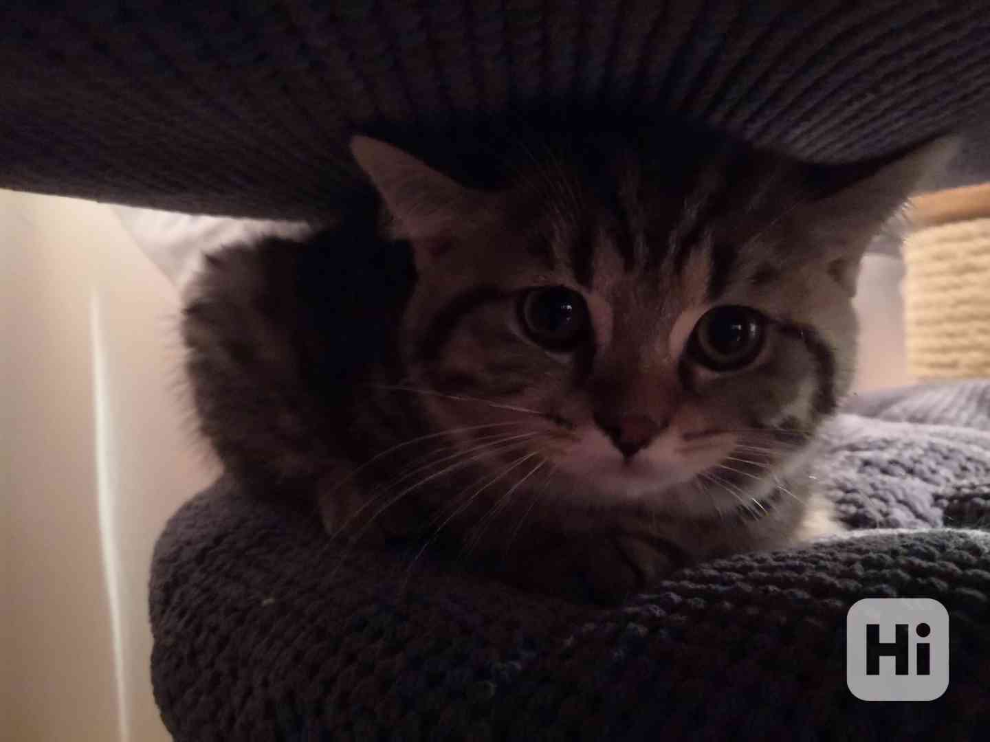 Poslední Skotské klapouché koťátko - foto 1