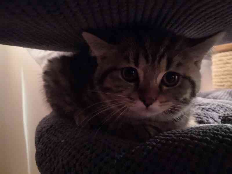 Poslední Skotské klapouché koťátko - foto 1