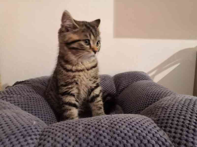 Poslední Skotské klapouché koťátko - foto 2