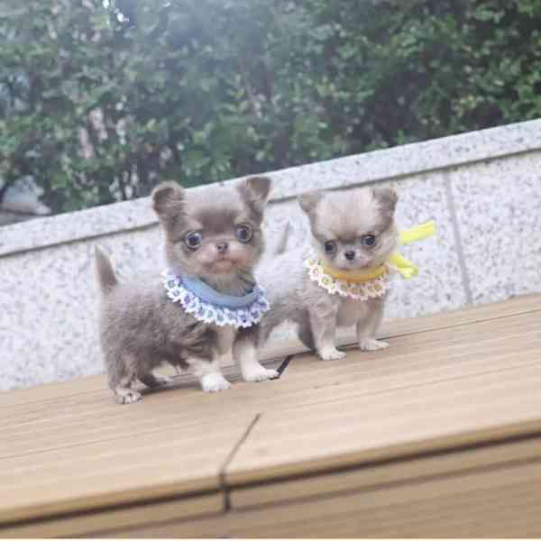 Štěňata čivavy na prodej - foto 2