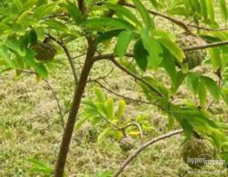 Annona squamosa ( anona šupinatá ) - semena 5 ks - foto 3