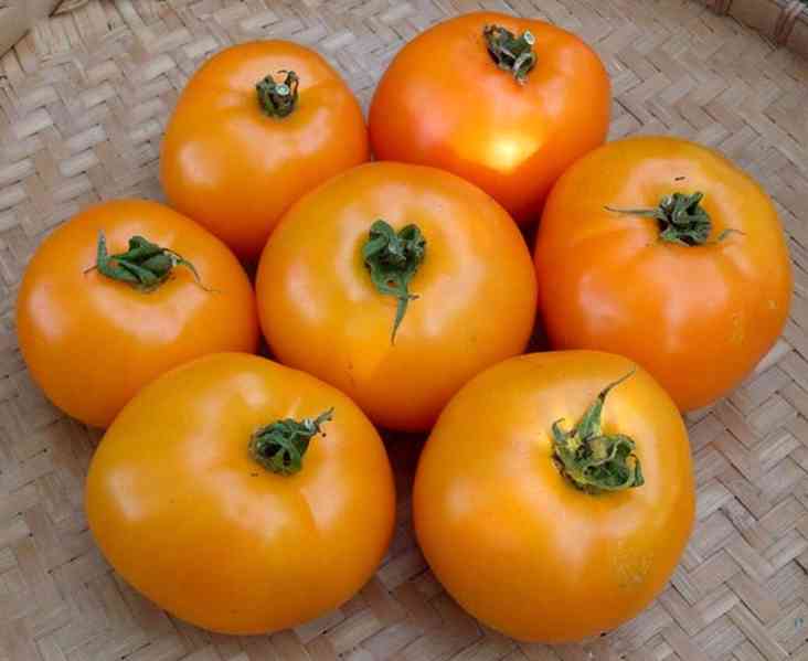semena rajče Oranže - foto 1