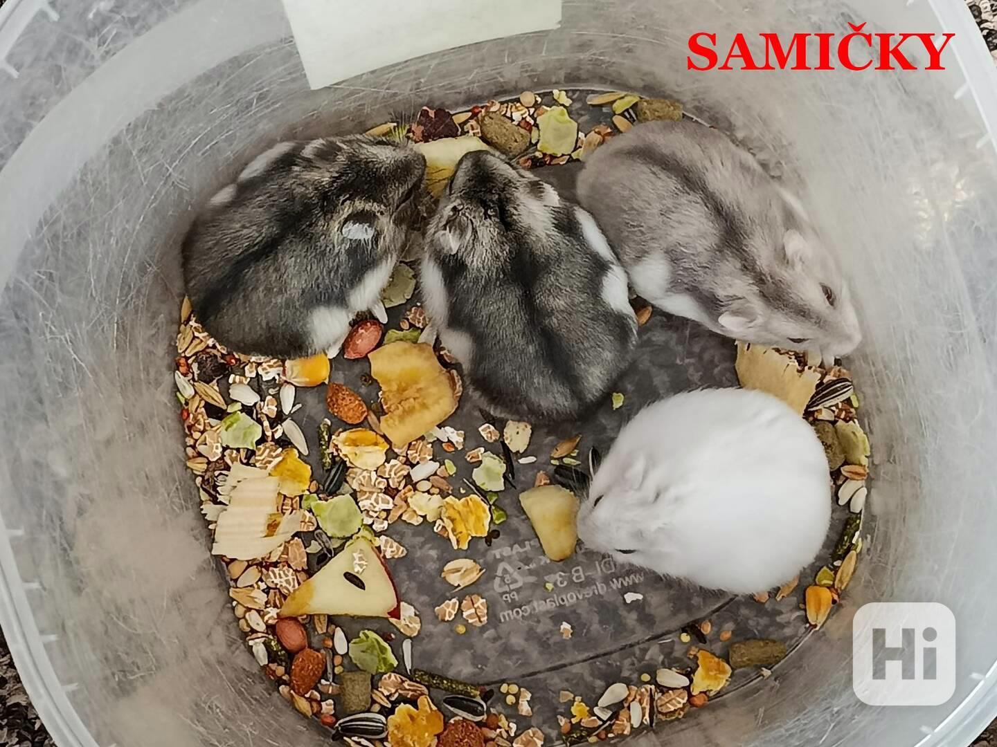 Křečík džungarský - foto 1