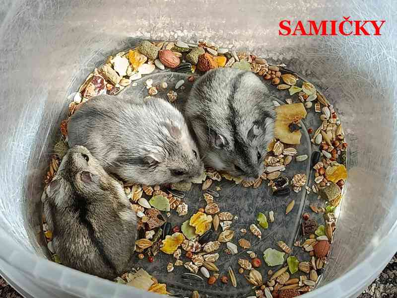 Křečík džungarský - foto 2