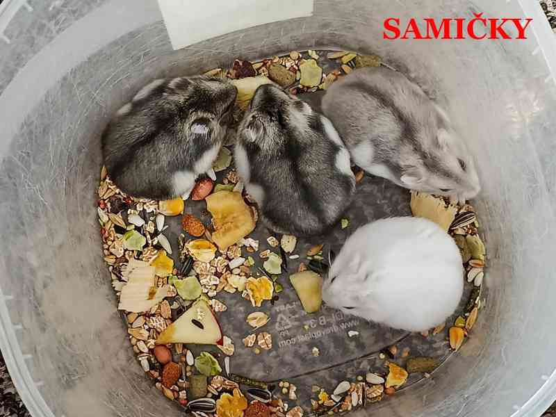 Křečík džungarský