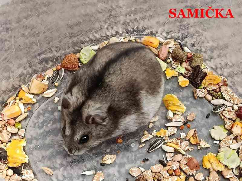 Křečík džungarský - foto 3