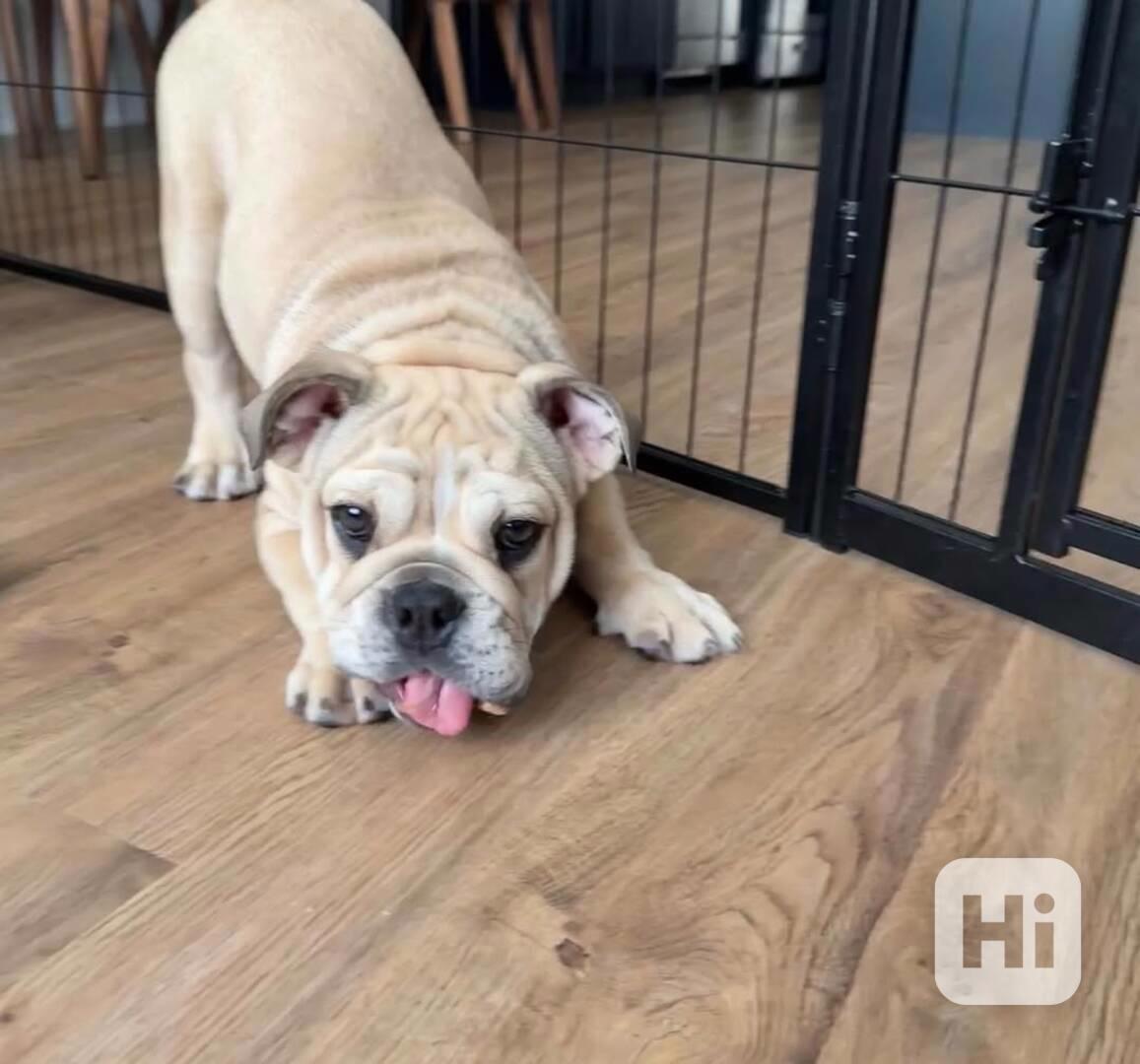 Milující anglický buldok hledá starostlivý domov navždy 🐾 - foto 1