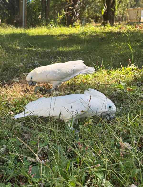 🌸 Krásní papoušci kakadu k dispozici pro milující domovy 🌸 - foto 7