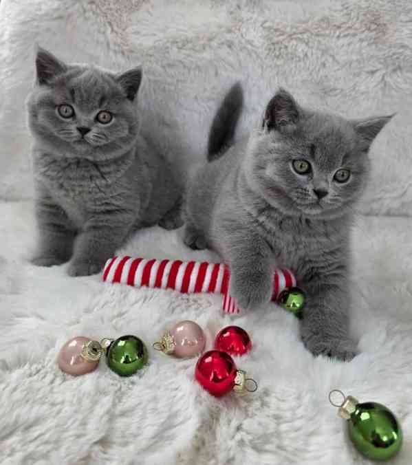 Krásný vrh koťátek britské krátkosrsté šelmy - foto 5