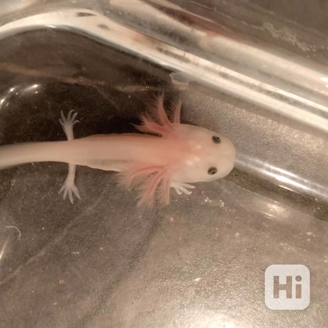 Axolotl mexický  - foto 1