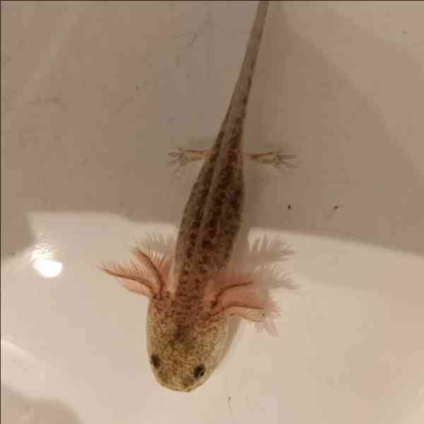 Axolotl mexický  - foto 2