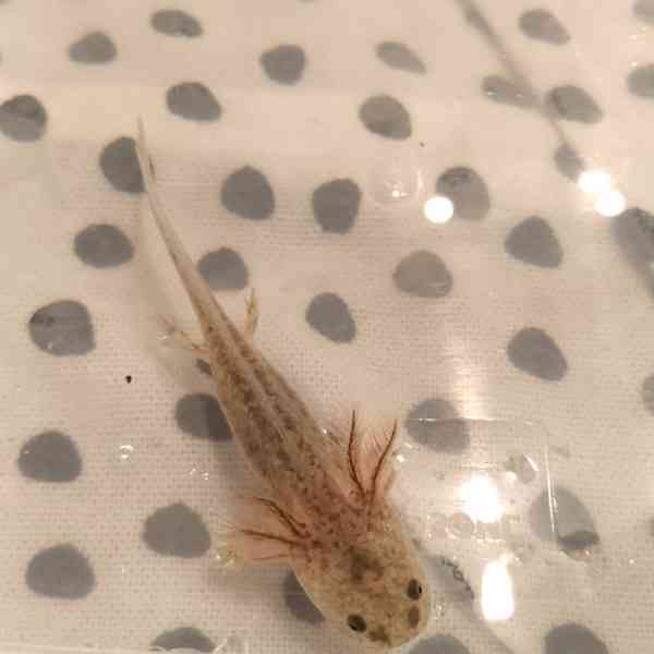 Axolotl mexický  - foto 4