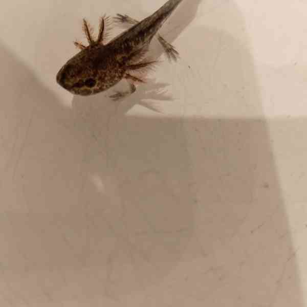 Axolotl mexický  - foto 3