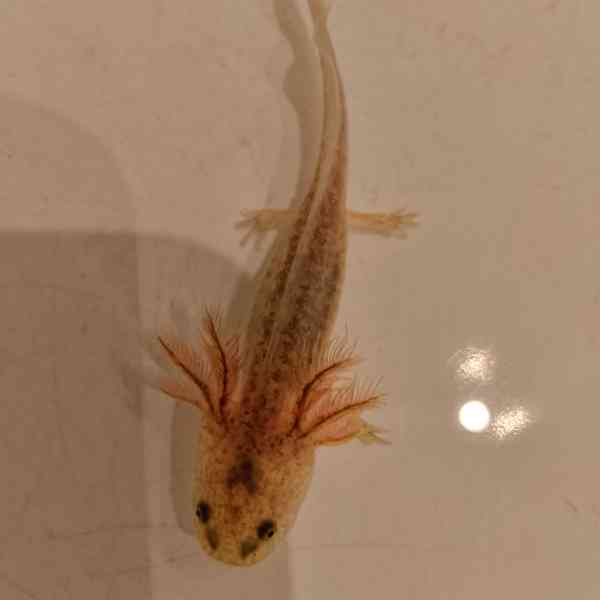 Axolotl mexický  - foto 5