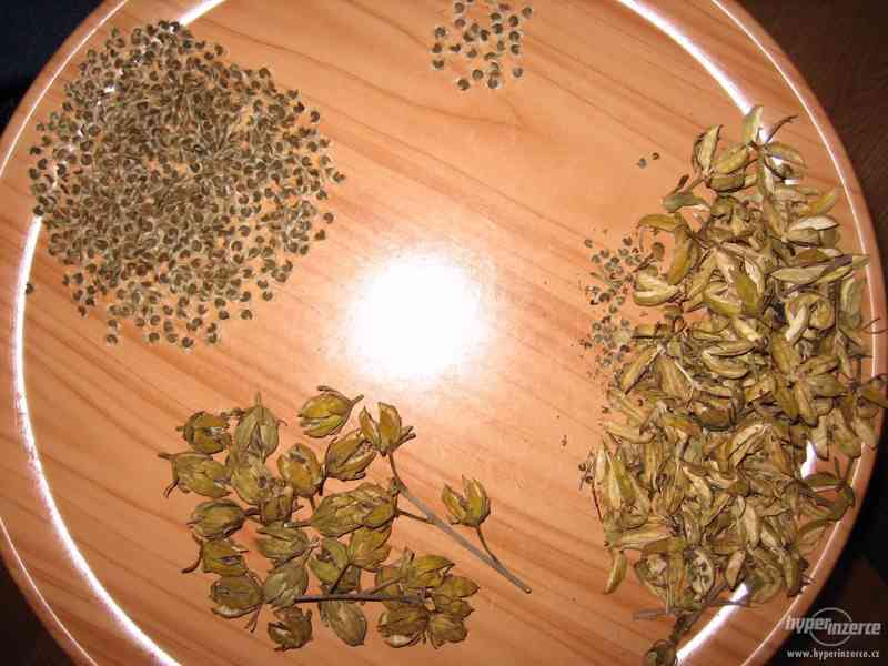 IBIŠEK Syrský mrazuvzdorný venkovní/zdravá semena/sazenice - foto 6