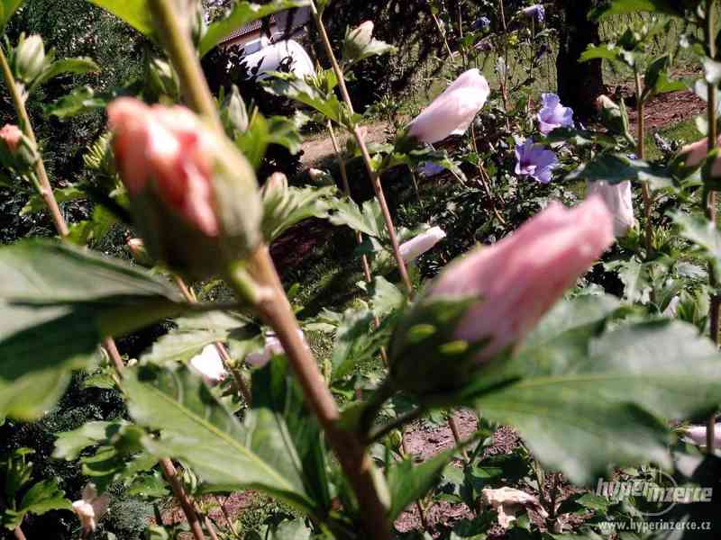 IBIŠEK Syrský mrazuvzdorný venkovní/zdravá semena/sazenice - foto 21