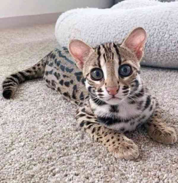  Dárek zdarma Savanová koťátka k adopci  