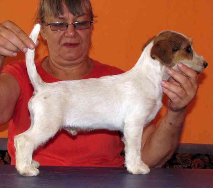 Tříměsíční štěně-pejsek Jack Russell teriéra s PP - foto 1