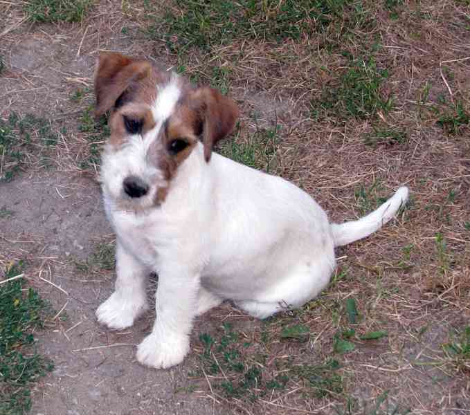 Tříměsíční štěně-pejsek Jack Russell teriéra s PP - foto 8