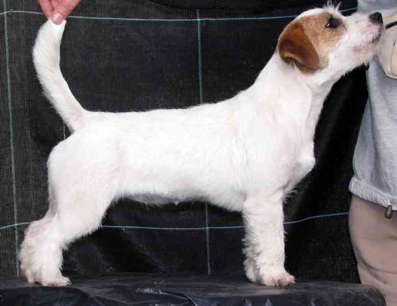 Tříměsíční štěně-pejsek Jack Russell teriéra s PP - foto 14