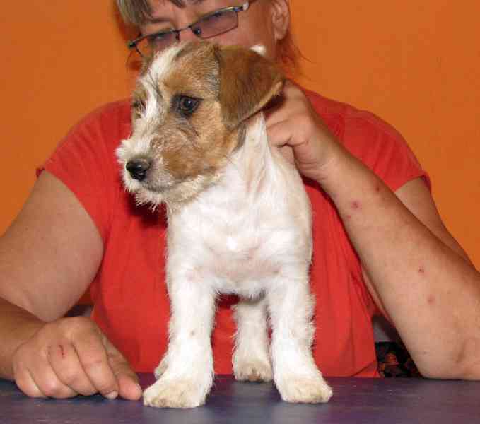 Tříměsíční štěně-pejsek Jack Russell teriéra s PP - foto 4