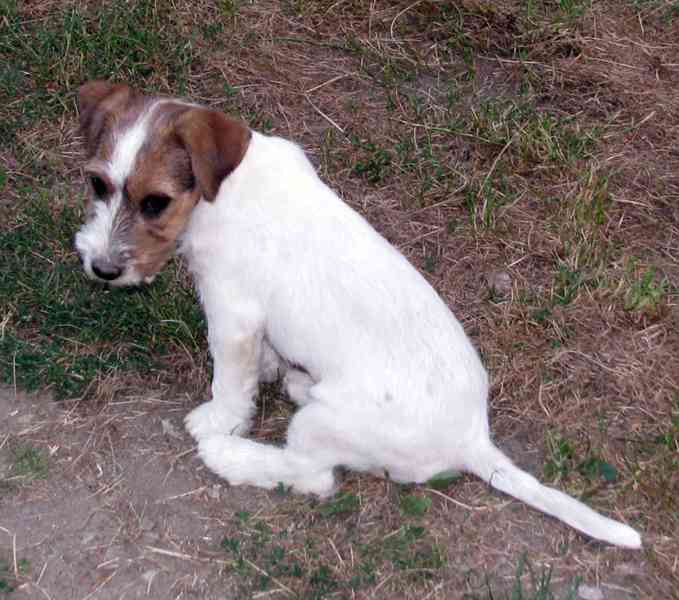 Tříměsíční štěně-pejsek Jack Russell teriéra s PP - foto 9