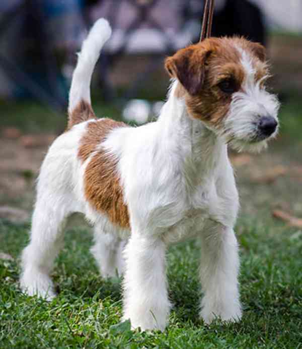 Tříměsíční štěně-pejsek Jack Russell teriéra s PP - foto 11