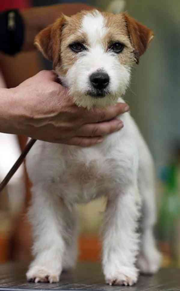 Tříměsíční štěně-pejsek Jack Russell teriéra s PP - foto 13