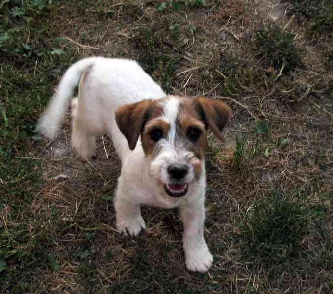 Tříměsíční štěně-pejsek Jack Russell teriéra s PP - foto 5