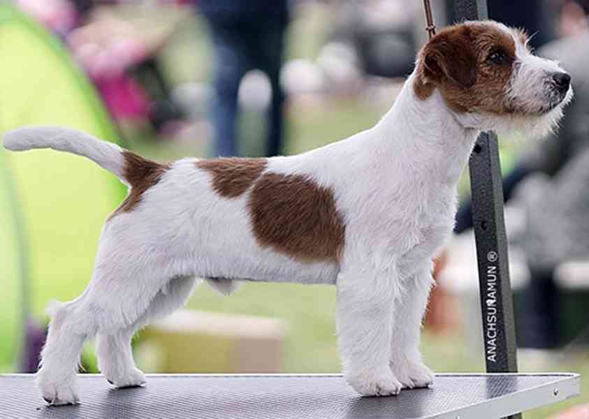 Tříměsíční štěně-pejsek Jack Russell teriéra s PP - foto 12