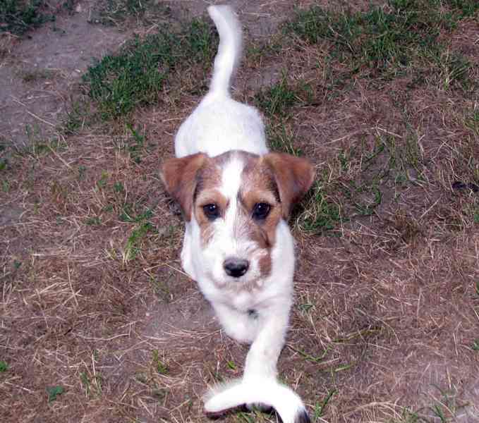 Tříměsíční štěně-pejsek Jack Russell teriéra s PP - foto 10