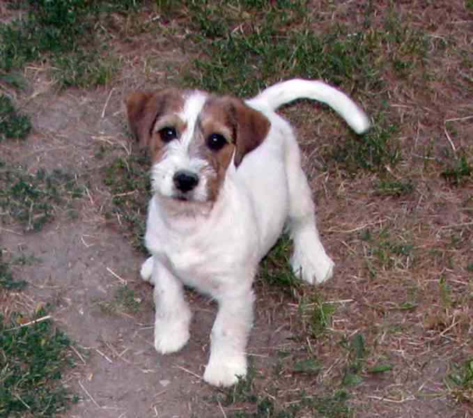 Tříměsíční štěně-pejsek Jack Russell teriéra s PP - foto 6
