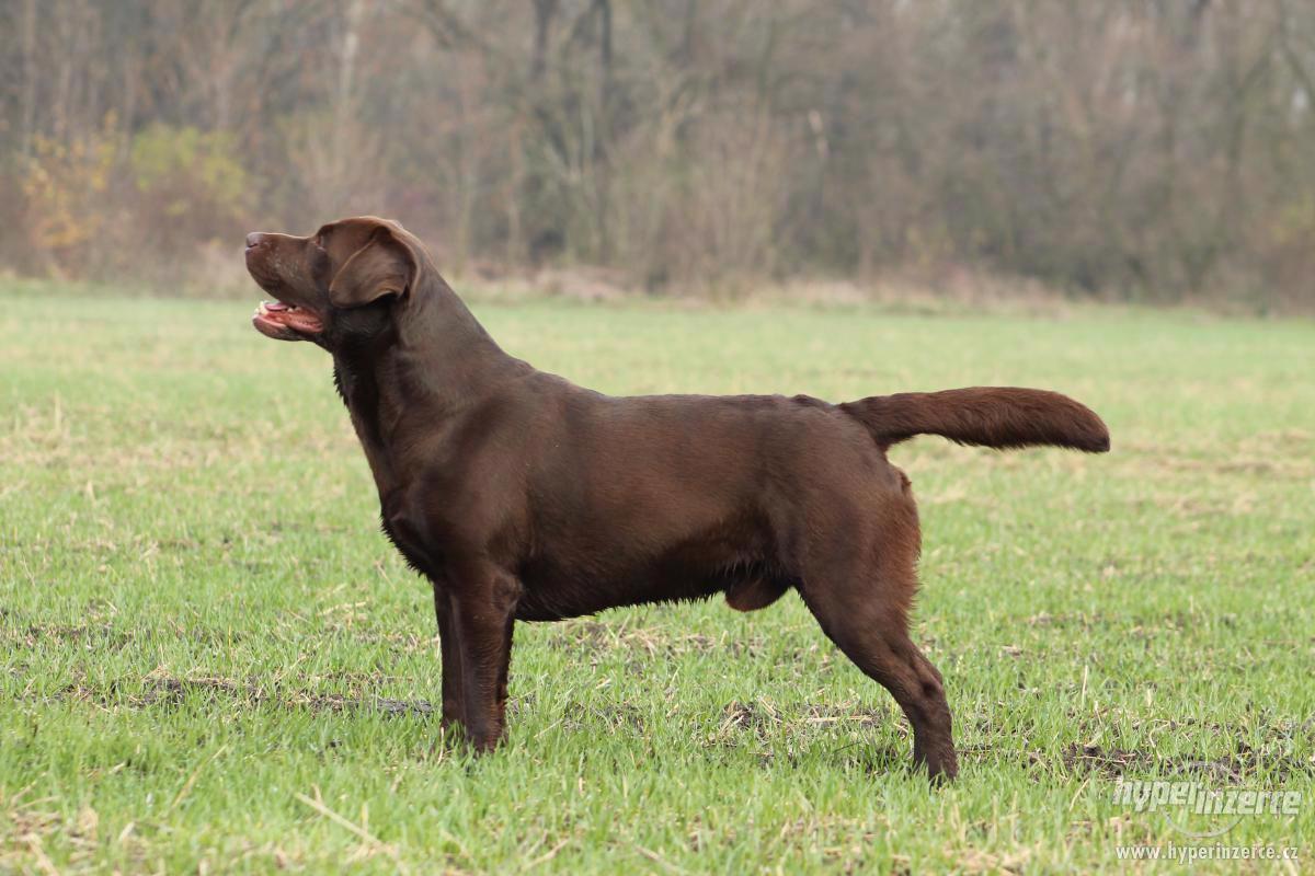 Čokoládový labrador chovný s PP ke krytí - foto 1