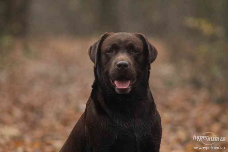 Čokoládový labrador chovný s PP ke krytí - foto 2