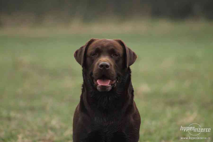 Čokoládový labrador chovný s PP ke krytí - foto 3