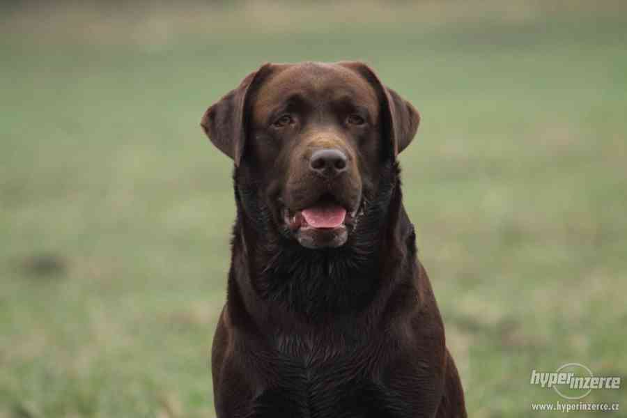 Čokoládový labrador chovný s PP ke krytí - foto 4