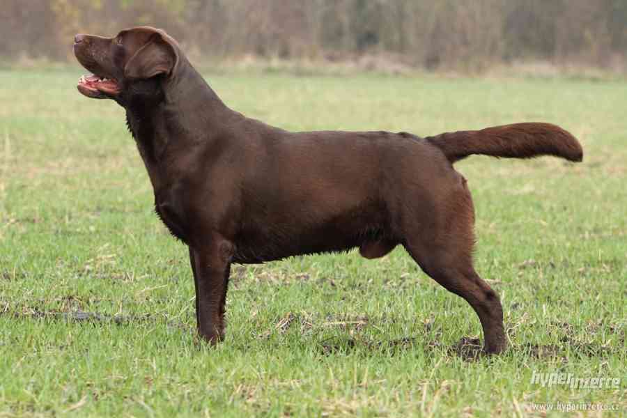 Čokoládový labrador chovný s PP ke krytí - foto 5