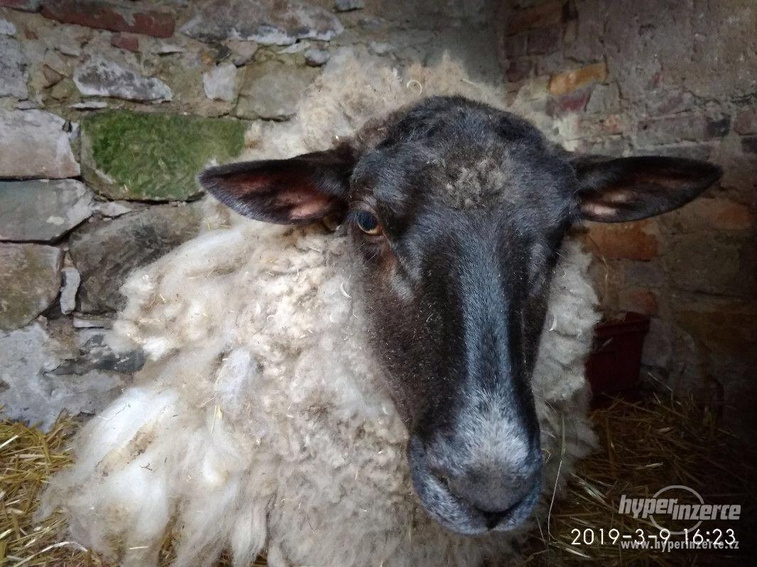 Ovce pro chov - foto 1