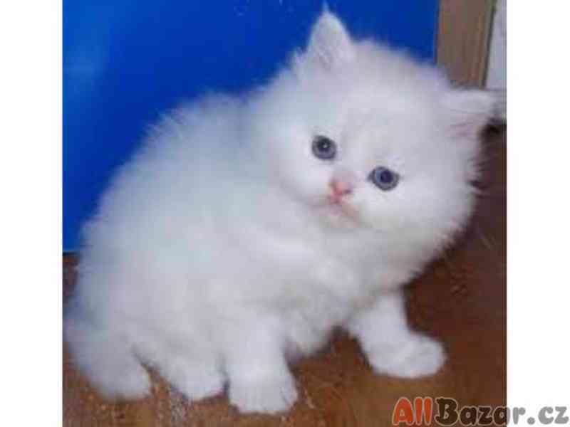 Perská koťata k adopci