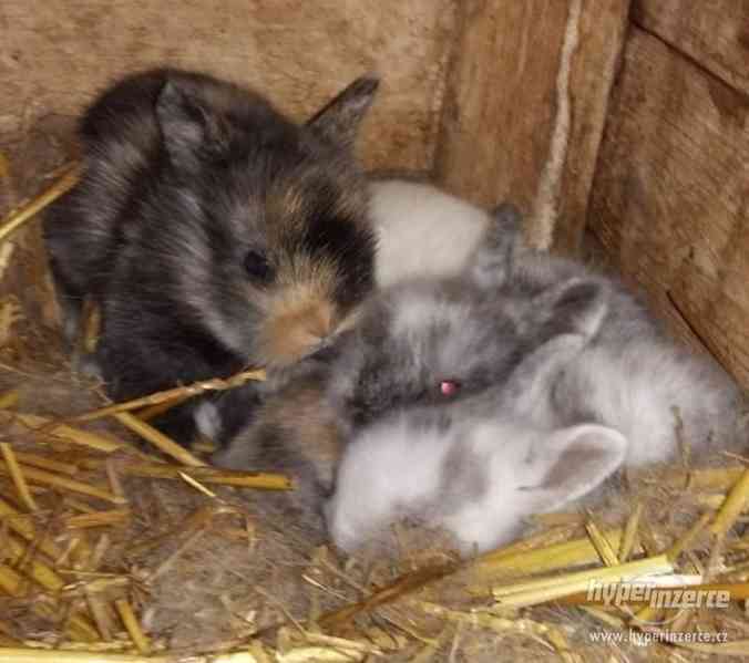Prodám zakrslé králíky - foto 2
