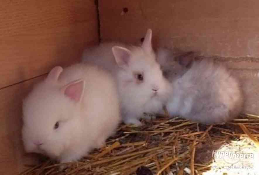 Prodám zakrslé králíky - foto 5