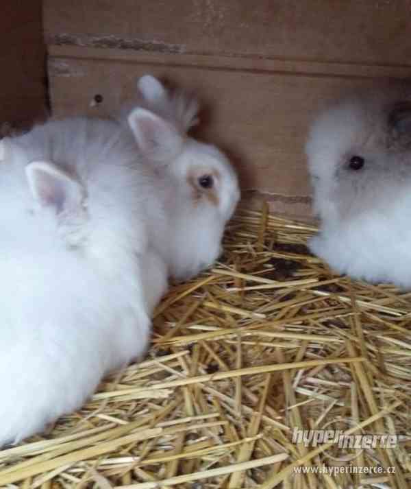 Prodám zakrslé králíky - foto 7