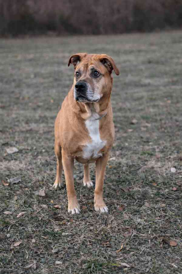 AARONEK - cca 20 kg, kastrovaný psík 7 let - foto 3