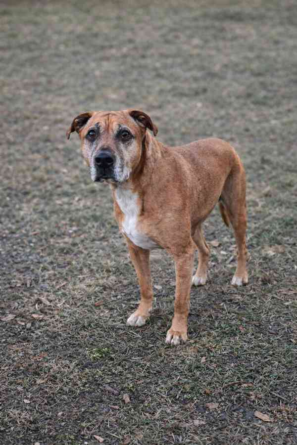 AARONEK - cca 20 kg, kastrovaný psík 7 let - foto 6