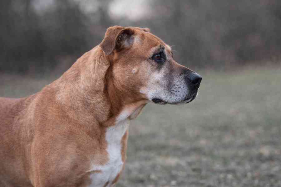 AARONEK - cca 20 kg, kastrovaný psík 7 let - foto 2